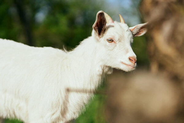 cute  little baby goat on the farm