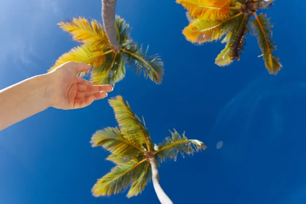 여성의 하늘과 야자나무 — 스톡 사진