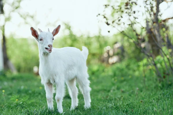 Pequeno Bode Bebê Bonito Fazenda — Fotografia de Stock