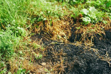 yanmış çimen arkaplanı, eko