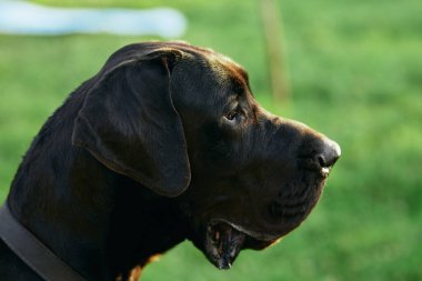 Yeşil çimlerde sevimli siyah köpek 