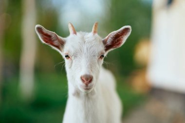 Çiftlikteki küçük sevimli keçi yavrusu