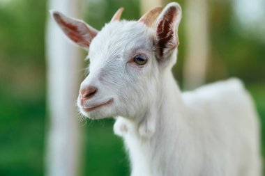 Çiftlikteki küçük sevimli keçi yavrusu