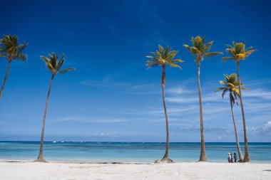 Sahilde yetişen güzel palmiyeler      