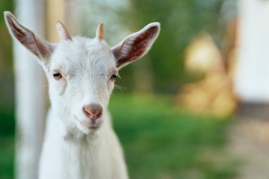 Çiftlikteki küçük sevimli keçi yavrusu