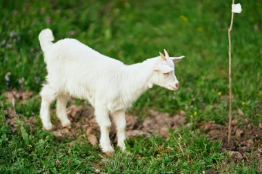 Çiftlikteki küçük sevimli keçi yavrusu