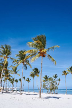 Sahilde yetişen güzel palmiyeler      