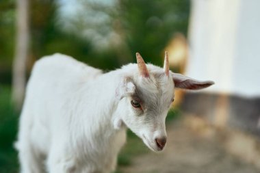 Çiftlikteki küçük sevimli keçi yavrusu