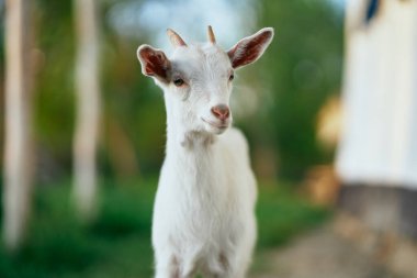 Çiftlikteki küçük sevimli keçi yavrusu