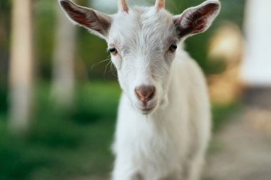 Çiftlikteki küçük sevimli keçi yavrusu
