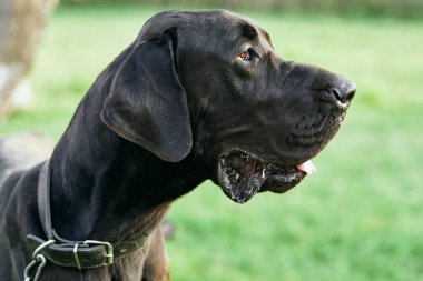 Yeşil çimlerde sevimli siyah köpek 