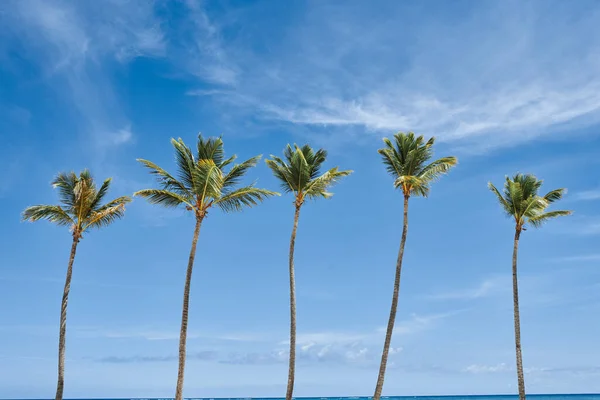 Folhas Palmeira Verde Fundo Azul Céu — Fotografia de Stock