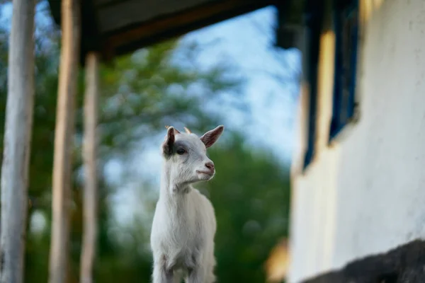 Pequeno Bode Bebê Bonito Fazenda — Fotografia de Stock