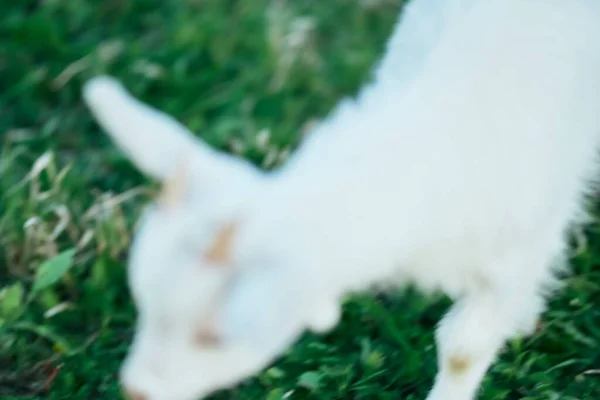 Mignon Petit Bébé Chèvre Ferme — Photo