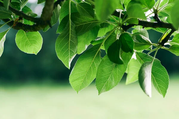 Folhas Árvore Verde Close — Fotografia de Stock