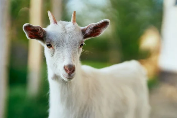 Carino Capretto Bambino Fattoria — Foto Stock