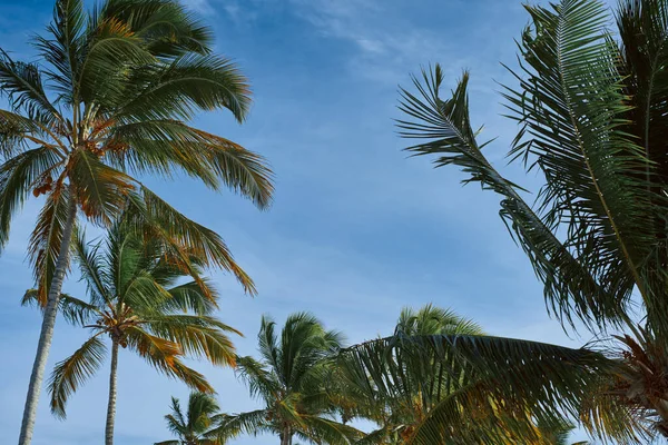 Green palm tree leaves on blue sky background