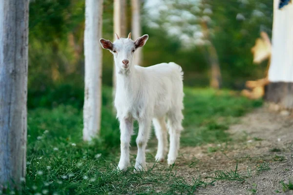 Pequeno Bode Bebê Bonito Fazenda — Fotografia de Stock