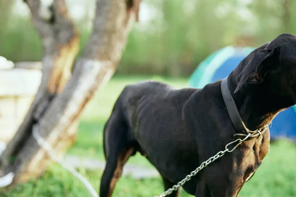 Netter Schwarzer Hund Auf Grünem Rasen — Stockfoto