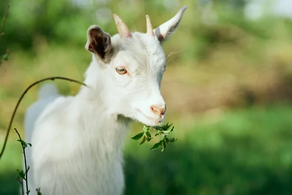 Mignon Petit Bébé Chèvre Ferme — Photo