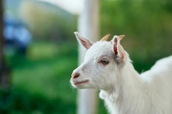 Pequeno Bode Bebê Bonito Fazenda — Fotografia de Stock