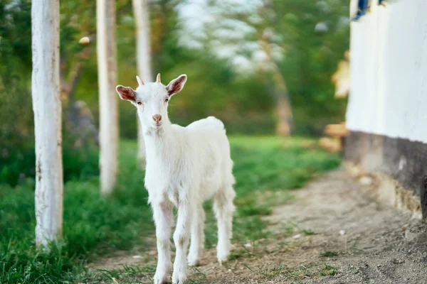 Pequeno Bode Bebê Bonito Fazenda — Fotografia de Stock