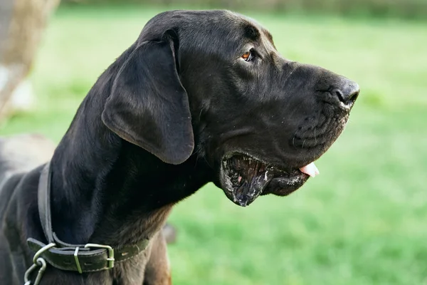 Netter Schwarzer Hund Auf Grünem Rasen — Stockfoto