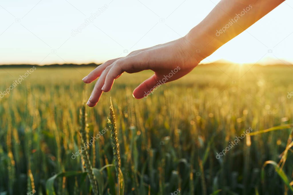 Woman touching wheat on the field 