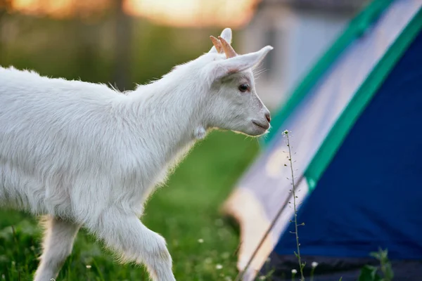 Pequeno Bode Bebê Bonito Fazenda — Fotografia de Stock