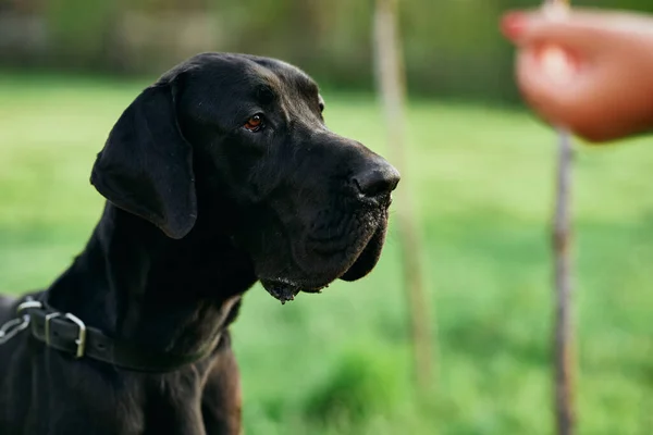 Söt Svart Hund Grön Gräsmatta — Stockfoto