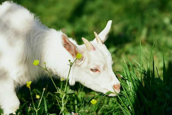 Pequeno Bode Bebê Bonito Fazenda — Fotografia de Stock