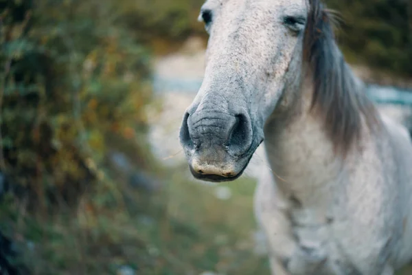 Cavalo puro sobre a natureza no parque — Fotografia de Stock