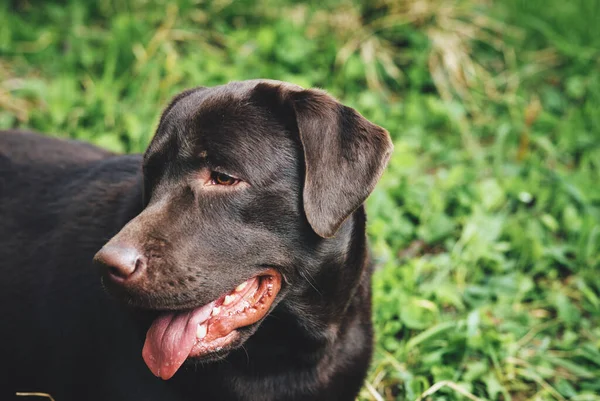 Renrasiga svarta hund husdjur gå frisk luft — Stockfoto