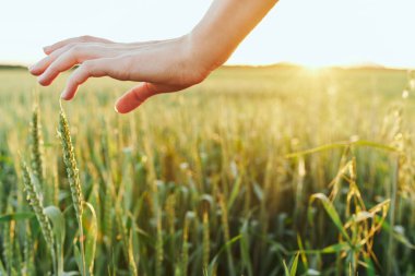 Genç kadın buğdaya elle dokunuyor. 