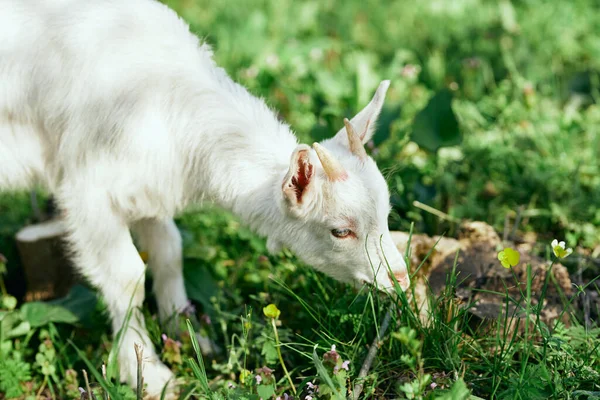 Pequeno Bode Bebê Bonito Fazenda — Fotografia de Stock