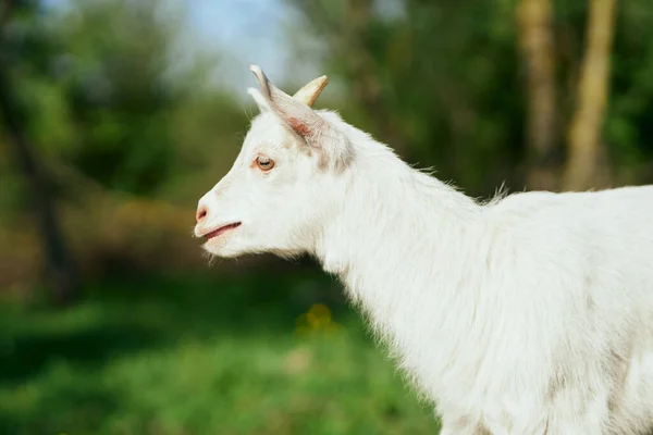 Cute Little Baby Goat Farm — Stock Photo, Image