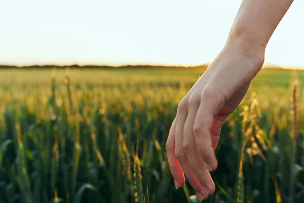 young woman touching wheat with hand