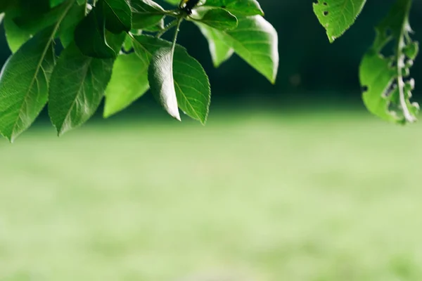 Branch Tree Green Leaves — Stock Photo, Image