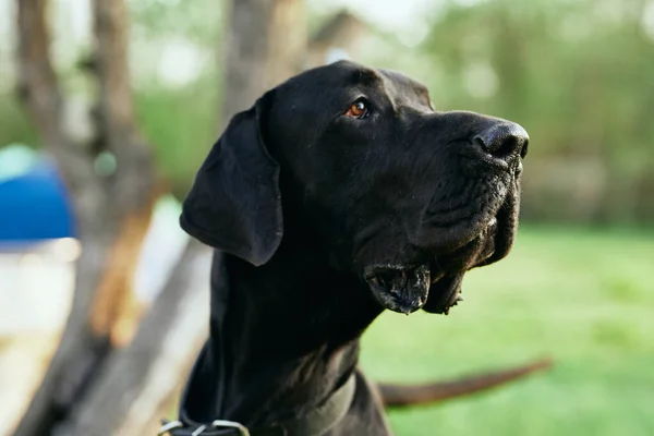 Söt Svart Hund Grön Gräsmatta — Stockfoto