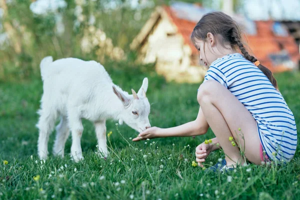 Menina Bonito Jogando Com Cabra Branca Gramado — Fotografia de Stock