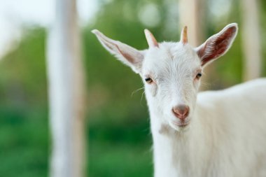 Çiftlikteki küçük sevimli keçi yavrusu