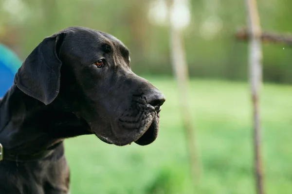 Симпатичная Черная Собака Зеленой Лане — стоковое фото