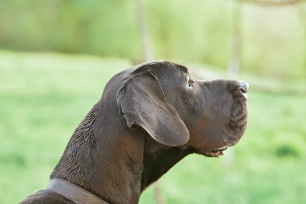 Cute Czarny Pies Zielonym Trawniku — Zdjęcie stockowe