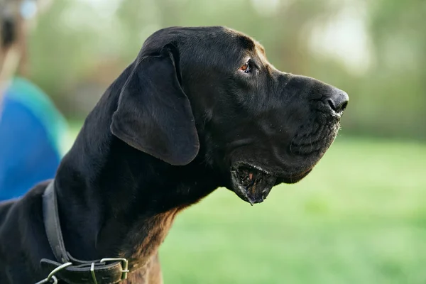 Cute Czarny Pies Zielonym Trawniku — Zdjęcie stockowe