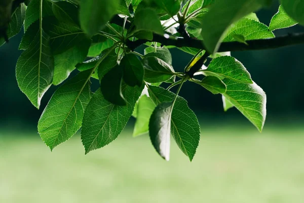 Ramo Árvore Com Folhas Verdes — Fotografia de Stock