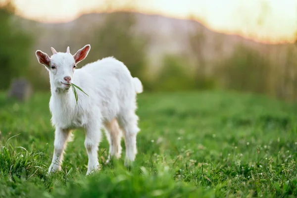 Pequeno Bode Bebê Bonito Fazenda — Fotografia de Stock