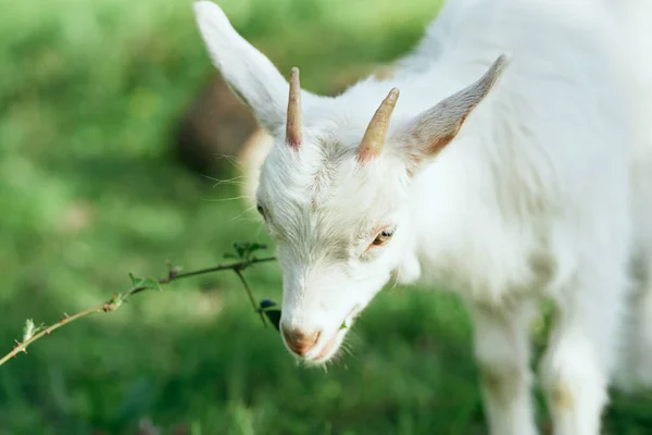 Pequeno Bode Bebê Bonito Fazenda — Fotografia de Stock