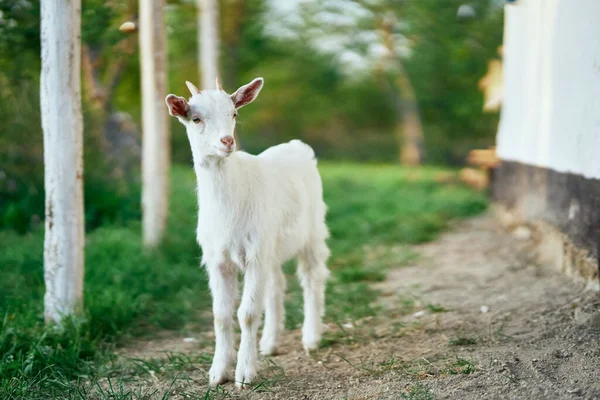 Schattig Klein Geitje Boerderij — Stockfoto