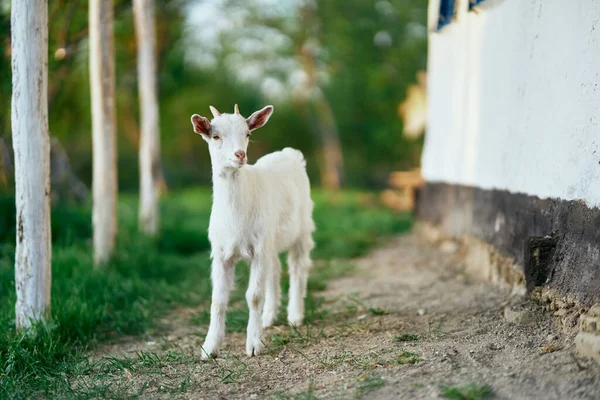 Pequeno Bode Bebê Bonito Fazenda — Fotografia de Stock