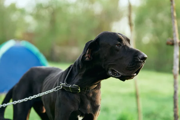 Söt Svart Hund Grön Gräsmatta — Stockfoto